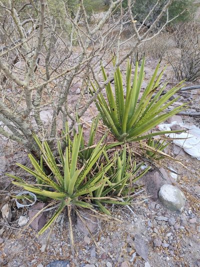 Agave datylio, photographed by Abraham Sánchez Romero