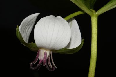 Trillium rugelii, photographed by Brian Finzel