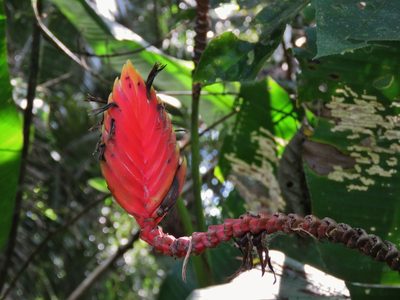Heliconia episcopalis, photographed by Annika Lindqvist
