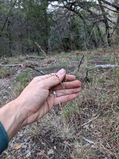 Tridentopsis buckleyana, photographed by Eric Knight
