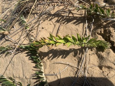 Baccharis gnaphalioides, photographed by Florencia Grattarola