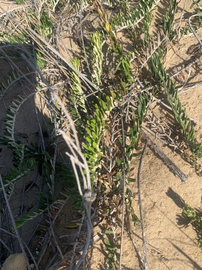 Baccharis gnaphalioides, photographed by Florencia Grattarola