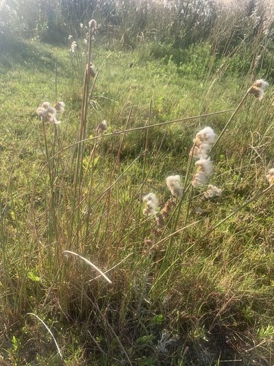 Cyperus trigynus, photographed by Florencia Grattarola