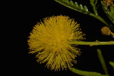 Vachellia vernicosa, photographed by Brian Finzel