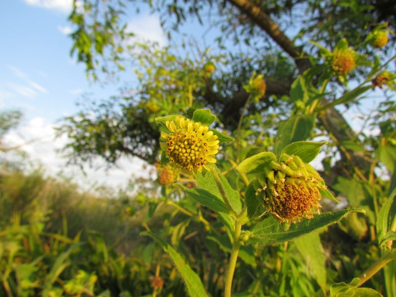 Smallanthus connatus, photographed by Matias Cabezas