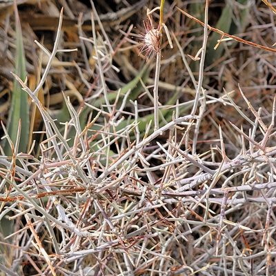 Krameria bicolor, photographed by Dan Horowitz