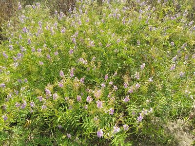 Galega officinalis, photographed by Leon Perrie