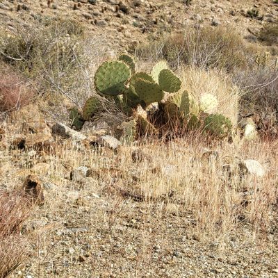 Opuntia phaeacantha, photographed by Dan Horowitz
