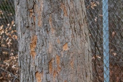 Acer tataricum, photographed by Glenn Berry