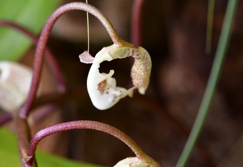 Gongora truncata, photographed by Neptalí Ramírez Marcial