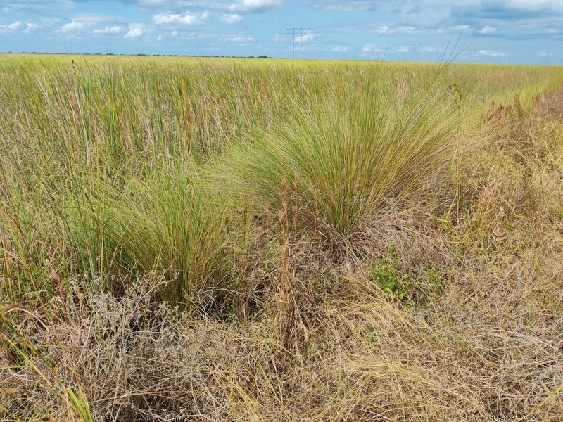 Sporobolus bakeri, photographed by Scott Allen Davis