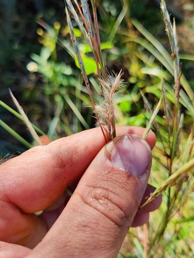 Schizachyrium maritimum, photographed by Scott Allen Davis