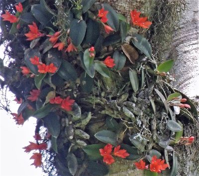 Cattleya cernua, photographed by Hugo Hulsberg