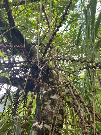 Ficus minahassae, photographed by Forest Botial-Jarvis