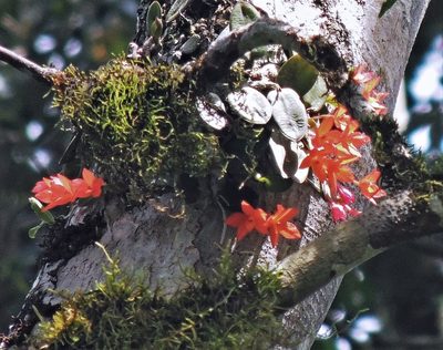 Cattleya cernua, photographed by Hugo Hulsberg