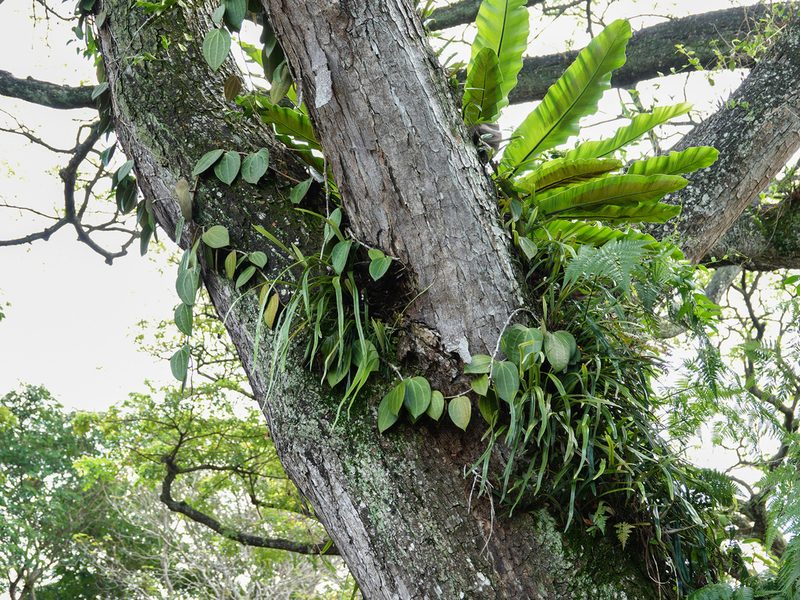 Hoya latifolia, photographed by Cheongweei Gan