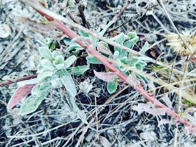 Chrysopsis godfreyi, photographed by Scott Allen Davis