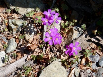 Oxalis arenaria, photographed by Frances Oliver