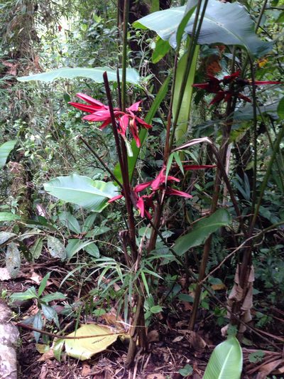 Heliconia secunda, photographed by naturalist charlie