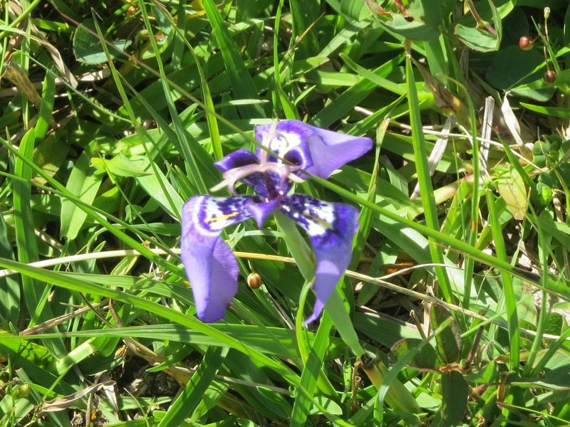 Herbertia quareimana, photographed by Rafael Tosi