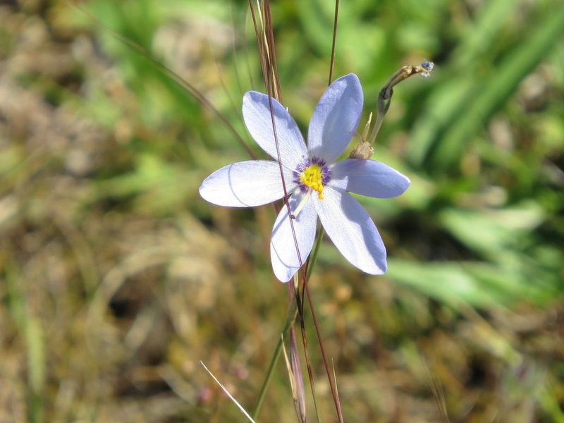 Calydorea charruana, photographed by Rafael Tosi