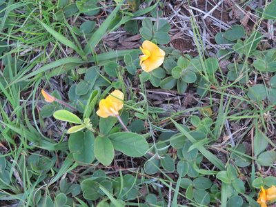 Arachis burkartii, photographed by Rafael Tosi