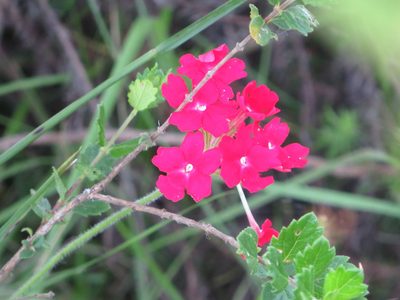 Verbena peruviana, photographed by Rafael Tosi