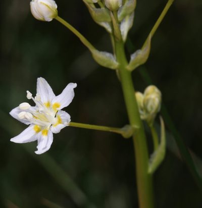 Toxicoscordion fontanum, photographed by Scott Loarie