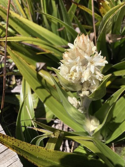 Milligania densiflora, photographed by krumpianking