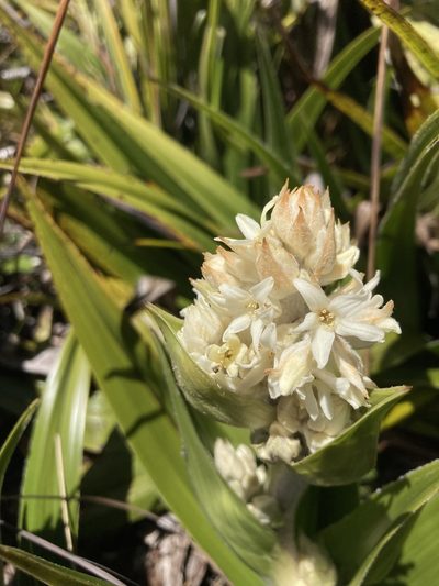 Milligania densiflora, photographed by krumpianking