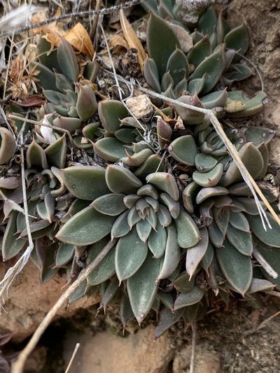 Graptopetalum rusbyi, photographed by Kenzie Anderson-Bell