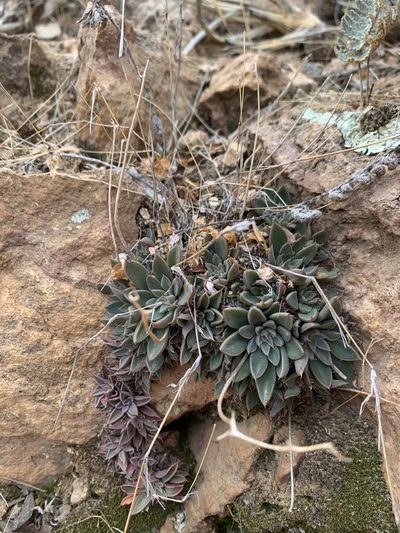 Graptopetalum rusbyi, photographed by Kenzie Anderson-Bell