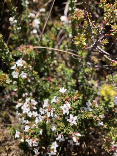 Epacris serpyllifolia, photographed by krumpianking