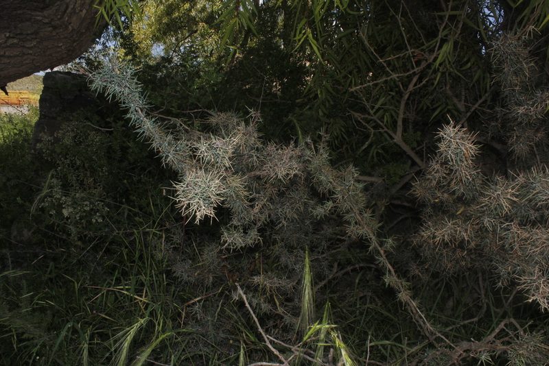 Berberis pinifolia, photographed by Juan Cruzado Cortés