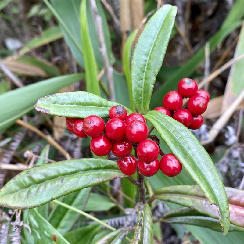 Ardisia lindleyana, photographed by Toby Y