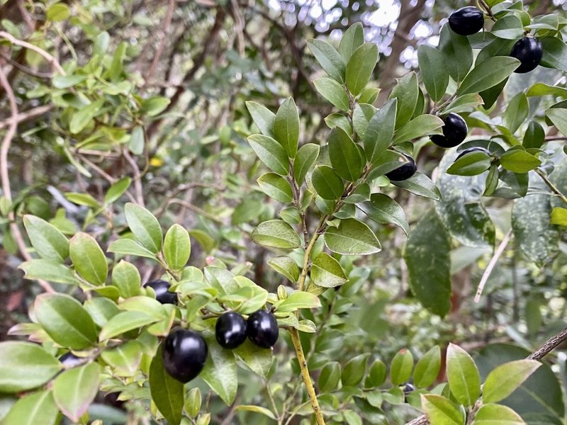 Diospyros vaccinioides, photographed by Toby Y