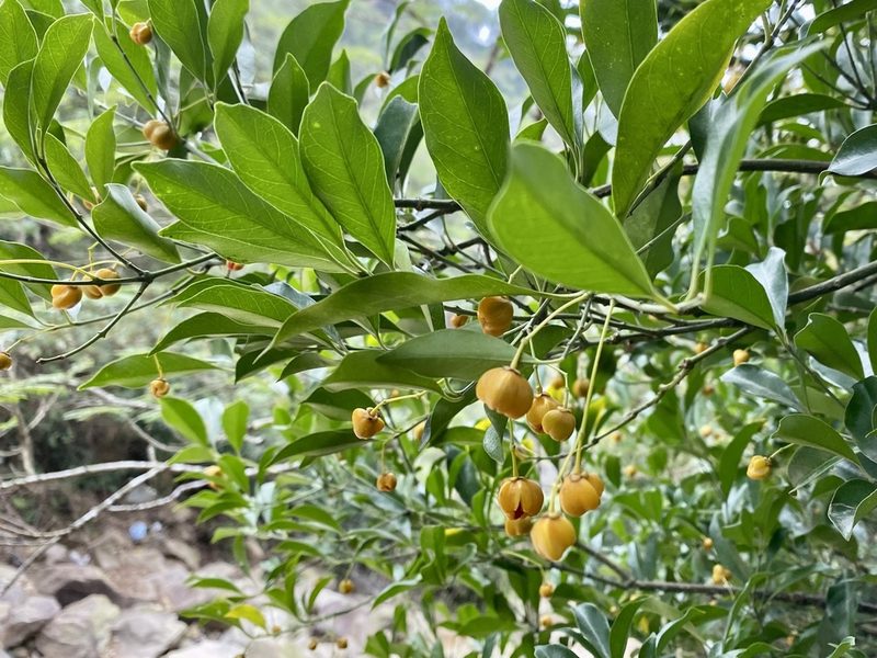 Euonymus nitidus, photographed by Toby Y