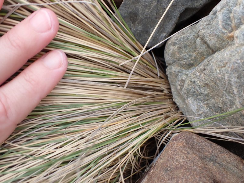 Poa triodioides, photographed by Lisa Bennett