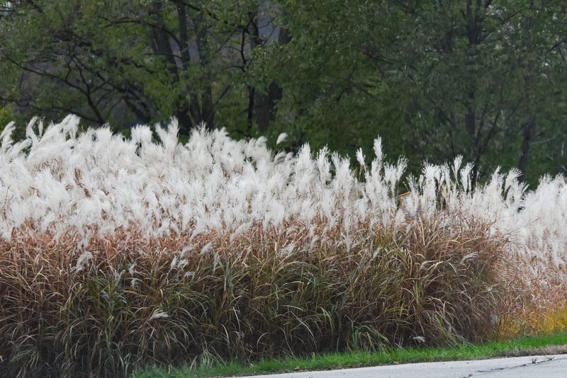 Miscanthus sacchariflorus, photographed by Jay Pruett