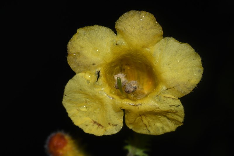 Aureolaria pectinata, photographed by Brian Finzel