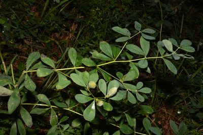Baptisia nuttalliana, photographed by Brian Finzel