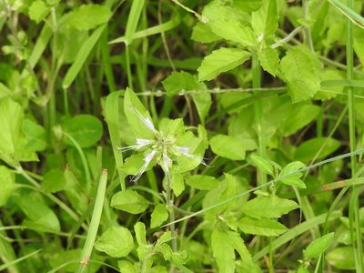 Orthosiphon aristatus, photographed by Hopeland