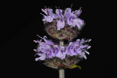 Blephilia ciliata, photographed by Brian Finzel