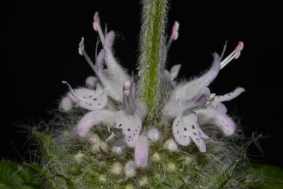 Blephilia subnuda, photographed by Brian Finzel