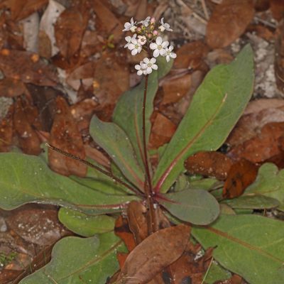 Samolus ebracteatus, photographed by Judy Gallagher