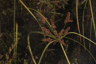 Cyperus ligularis, photographed by Judy Gallagher