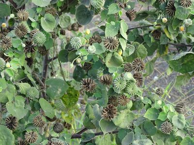 Abutilon indicum, photographed by 雲一百香果