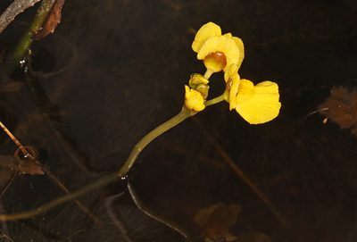 Utricularia foliosa, photographed by Judy Gallagher