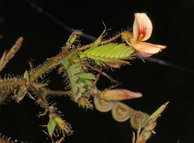 Aeschynomene americana, photographed by Judy Gallagher