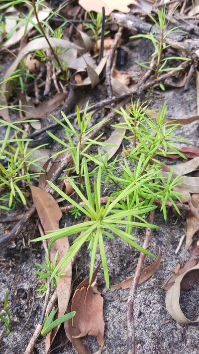 Podocarpus spinulosus, photographed by Sofia Zvolanek